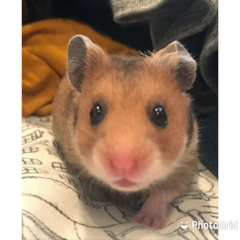 syrian hamster gumtree